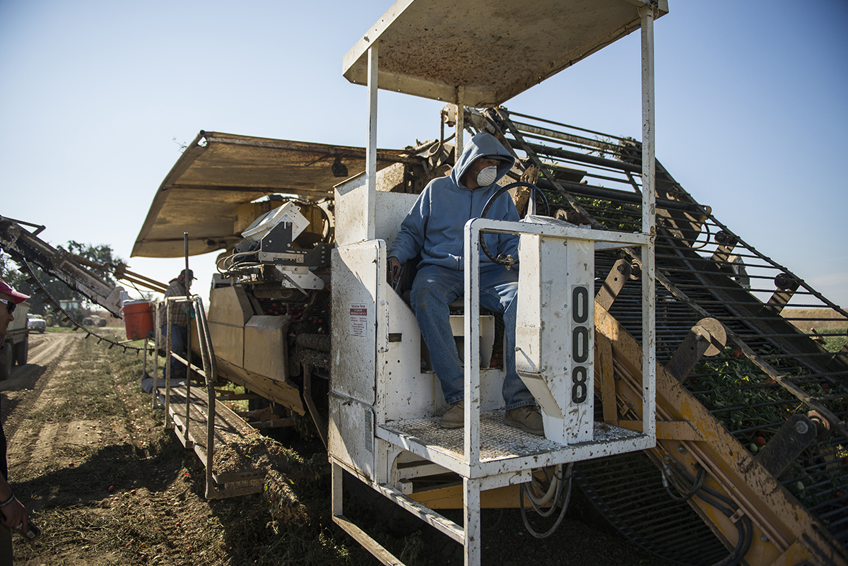 The tomato harvester runs about three miles an hour down a row and while a person sits behind the wheel the harvester is guided by a computer and GPS unit.